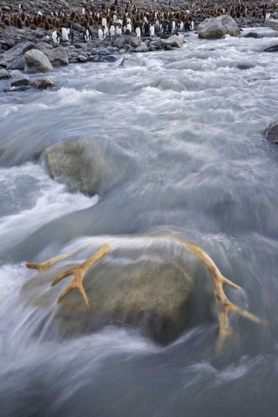 South Georgia Isl, River by king penguin colony